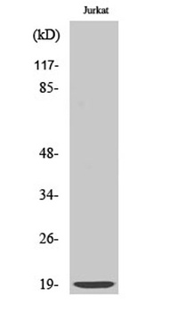 DAN antibody