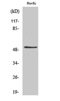 DAPK3 antibody