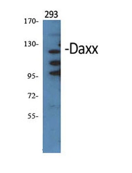 Daxx antibody