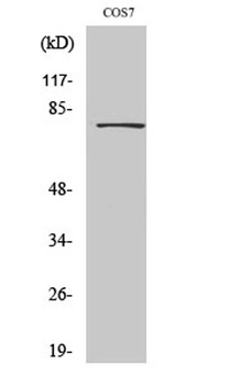 Dbf4 antibody