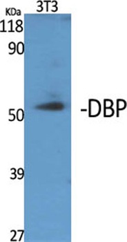 DBP antibody