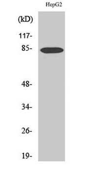 DCAMKL2 antibody