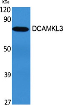 DCAMKL3 rabbit pAb