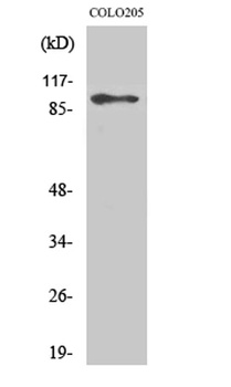 DDX54 rabbit pAb Antibody