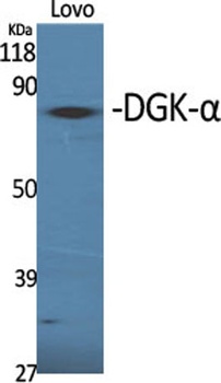 DGK-alpha antibody