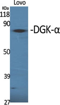 DGK-α rabbit pAb
