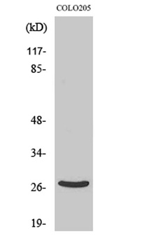 DHRS2 antibody