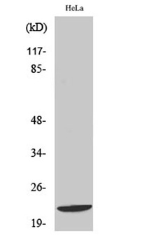 Di-Ras1 antibody