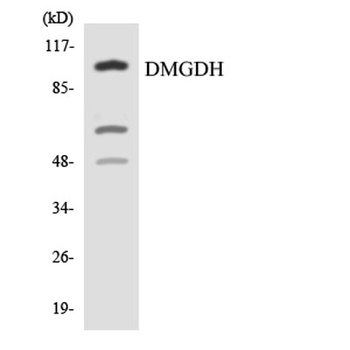 DMGDH rabbit pAb