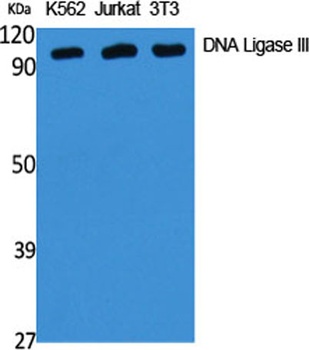 DNA Ligase III antibody