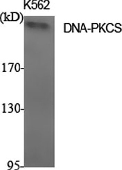 DNA-PKCS rabbit pAb