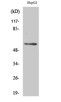 Dok-3 antibody