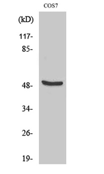 DP-2 antibody