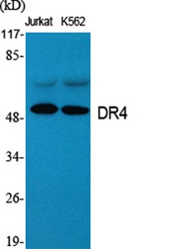 DR4 rabbit pAb