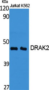 DRAK2 rabbit pAb