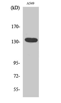 DREG antibody