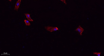 DRP1 rabbit pAb