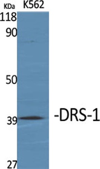 DRS-1 antibody