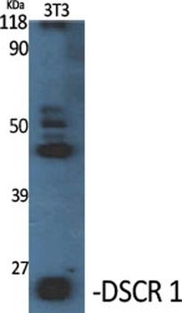 DSCR 1 antibody