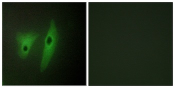 DUSP19 rabbit pAb Antibody