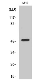 Dynactin 2 antibody