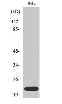 Dynein LC 1 antibody