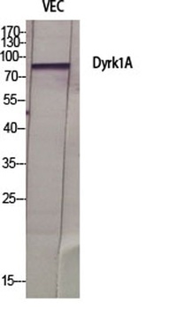 Dyrk1A antibody
