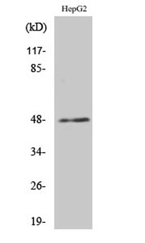 E2F-2 antibody