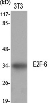 E2F-6 rabbit pAb