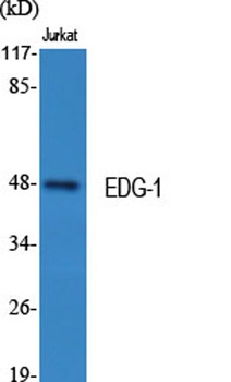 EDG-1 rabbit pAb