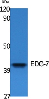 EDG-7 rabbit pAb