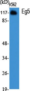 Eg5 antibody