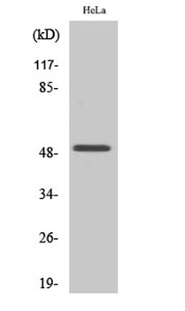 Egr-2 antibody