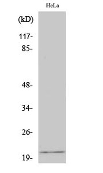 EID-1 antibody