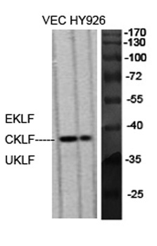 EKLF antibody