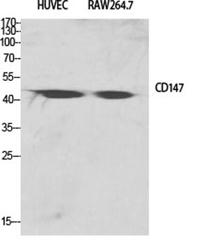 EMMPRIN antibody