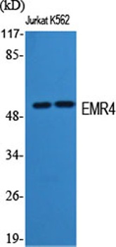 EMR4 antibody