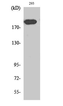 Endo180 antibody