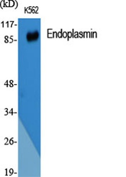 Endoplasmin antibody