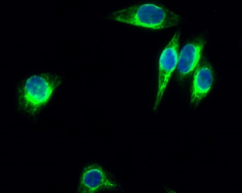 Enolase rabbit pAb