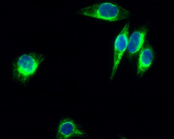 Enolase antibody