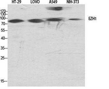 ENX-2 antibody