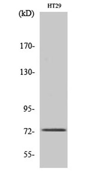 EOMES antibody