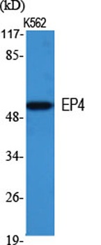 EP4 rabbit pAb