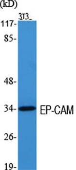 EpCAM antibody