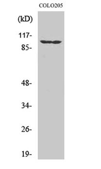 EphA1 antibody