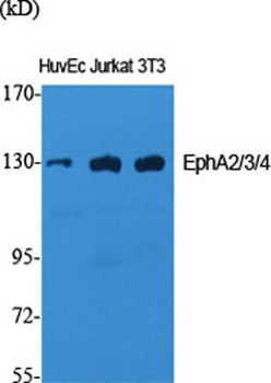 EphA2/3/4 antibody