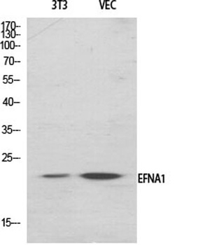 Ephrin-A1 rabbit pAb