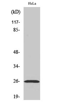 Ephrin-A5 antibody