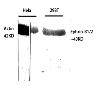 Ephrin-B1/2 antibody